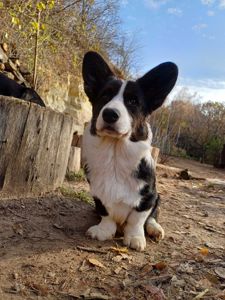 Підросший хлопчик кардиган