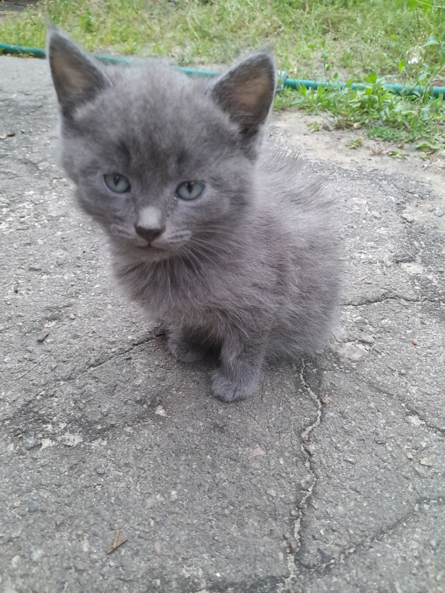 Кошенята шукають дім