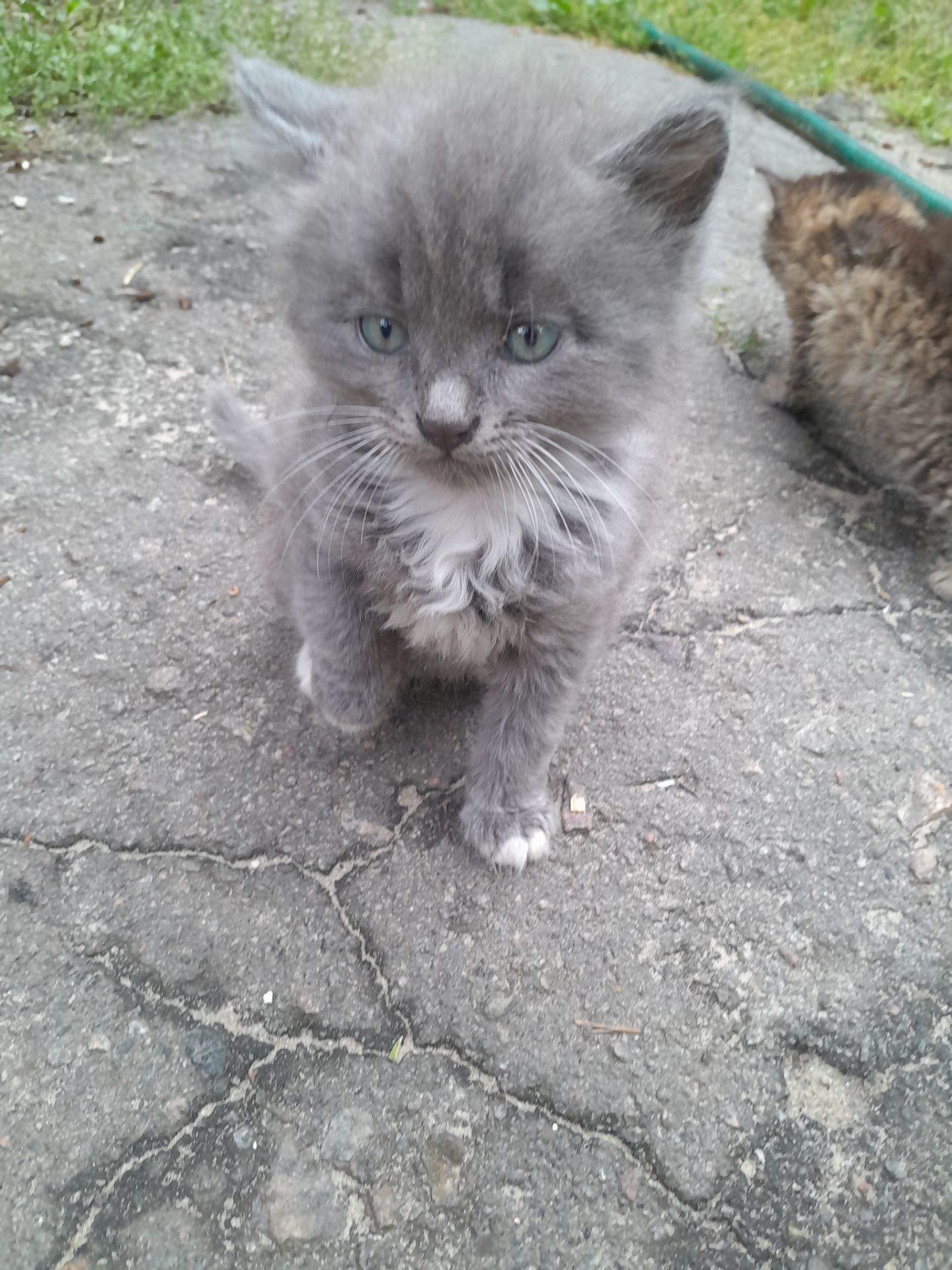 Кошенята шукають дім