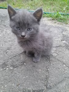 Кошенята шукають дім