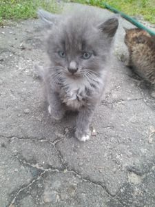 Кошенята шукають дім