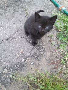 Кошенята шукають дім