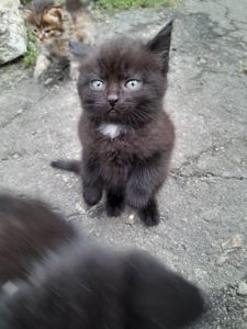 Кошенята шукають дім