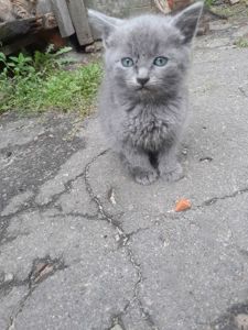 Кошенята шукають дім