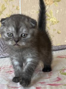 Висловухий хлопчик