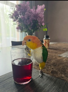 Каік білогрудий