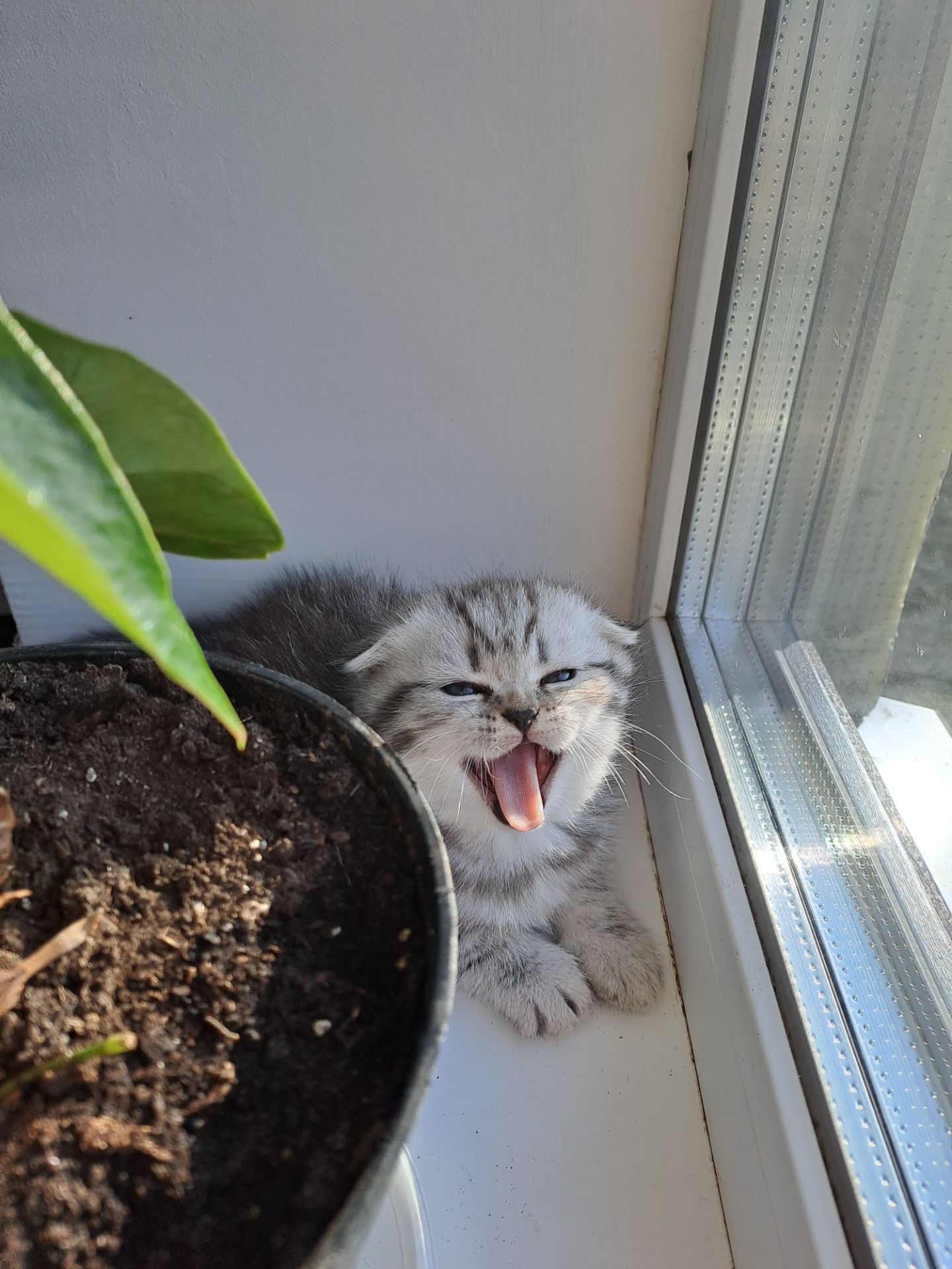 Британские котята