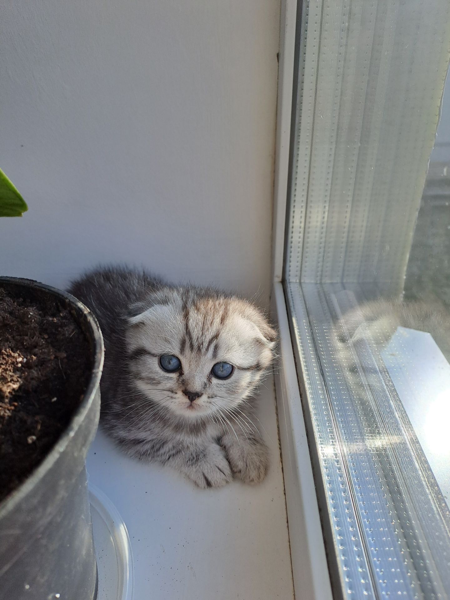 Британские котята