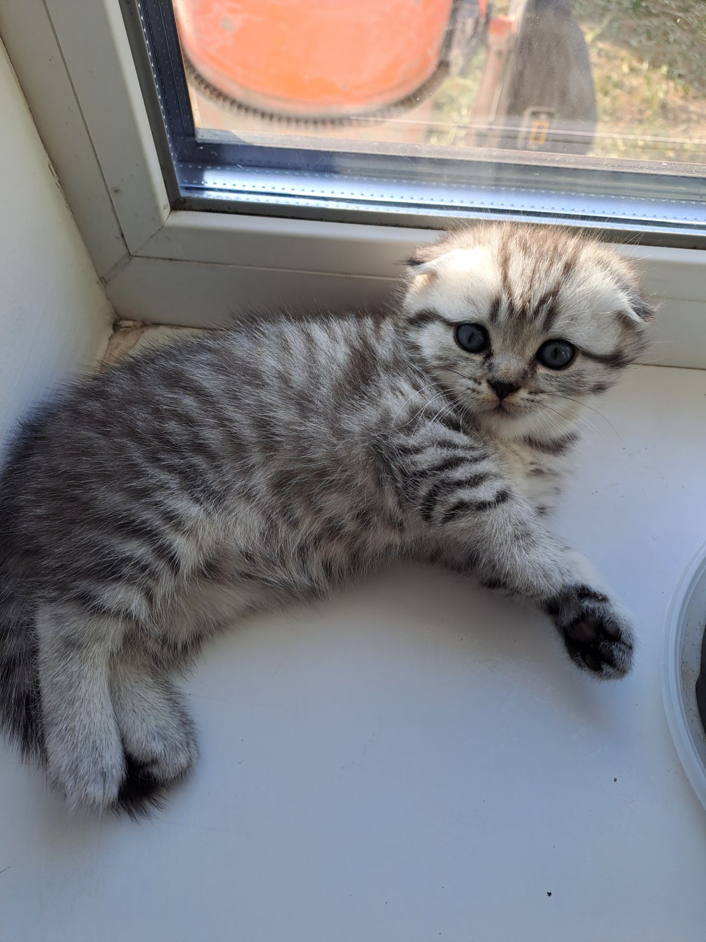 Британские котята