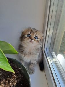 Британские котята