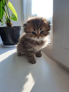 Британские котята