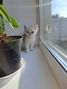 Британские котята
