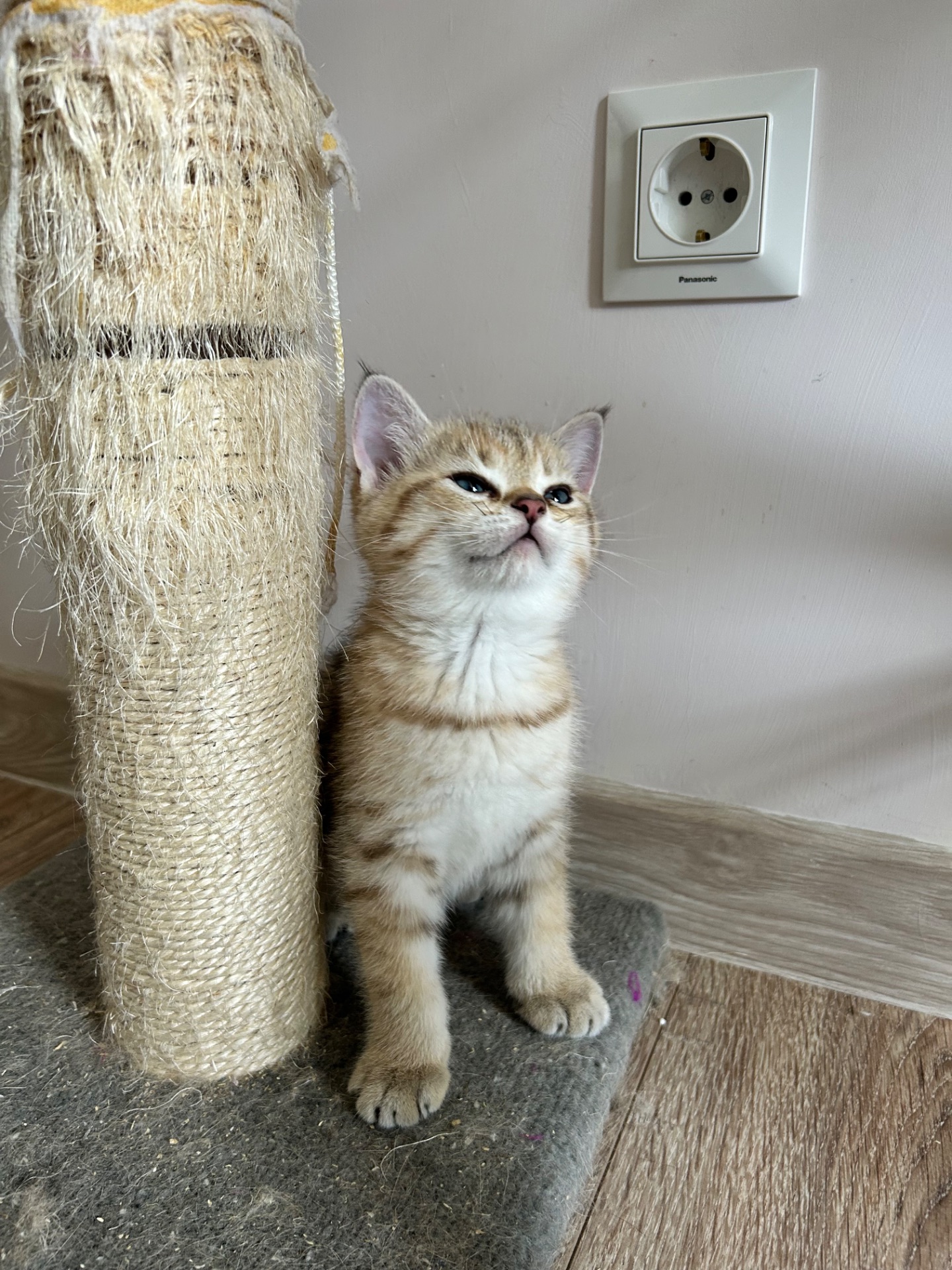 Кошенята золотиста шиншила
