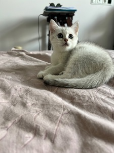 Кошенята золотиста шиншила, срібляста шиншила, блакитне золото