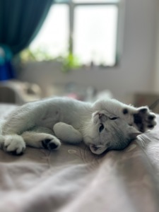 Кошенята золотиста шиншила, срібляста шиншила, блакитне золото