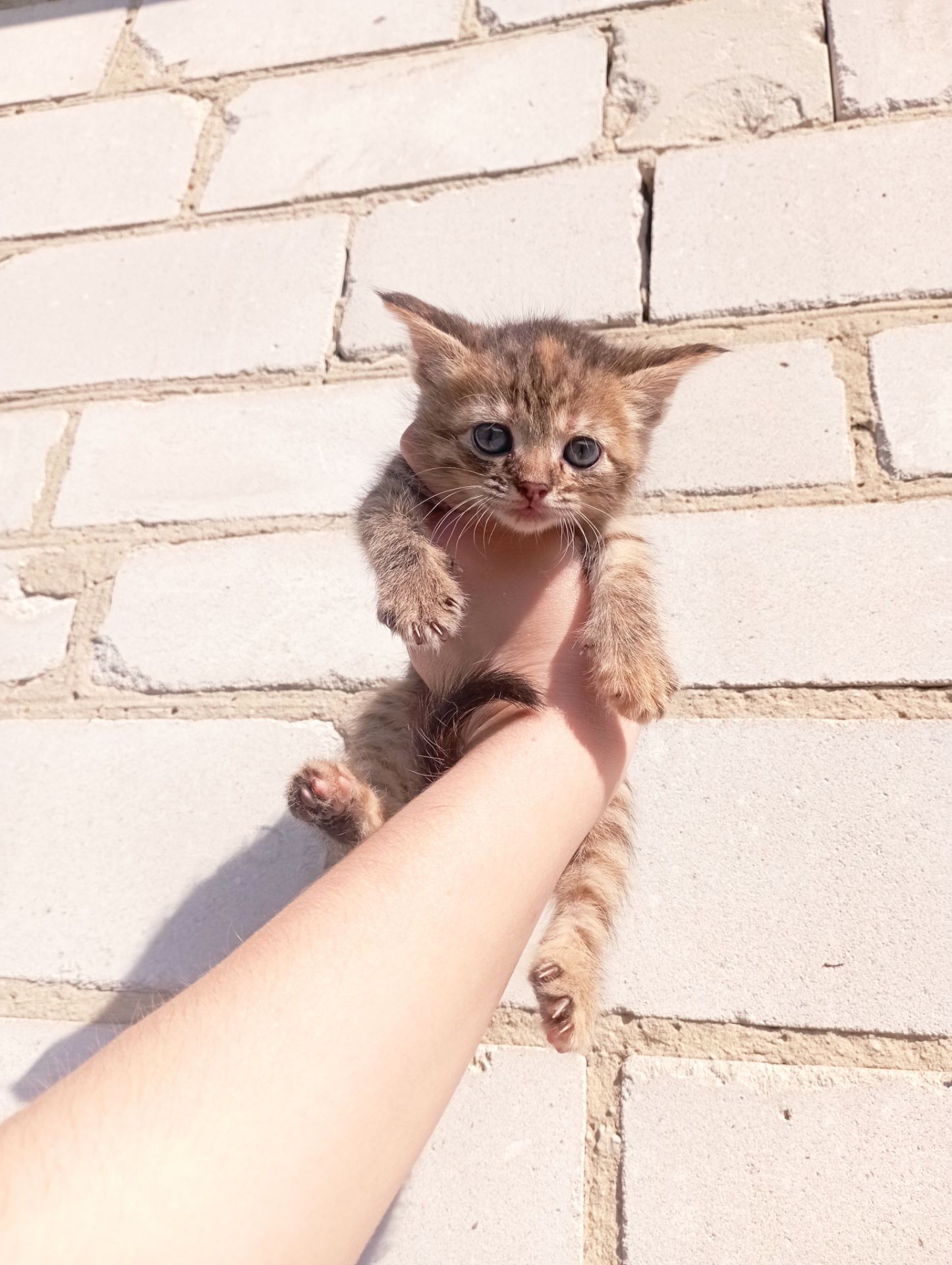 Кошенята ( дві дівчинки) шукають люблячу родину!ну