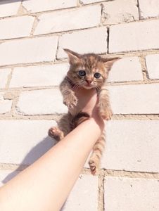 Кошенята ( дві дівчинки) шукають люблячу родину!ну