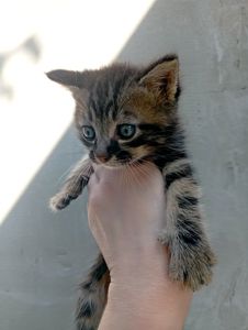 Кошенята ( дві дівчинки) шукають люблячу родину!ну