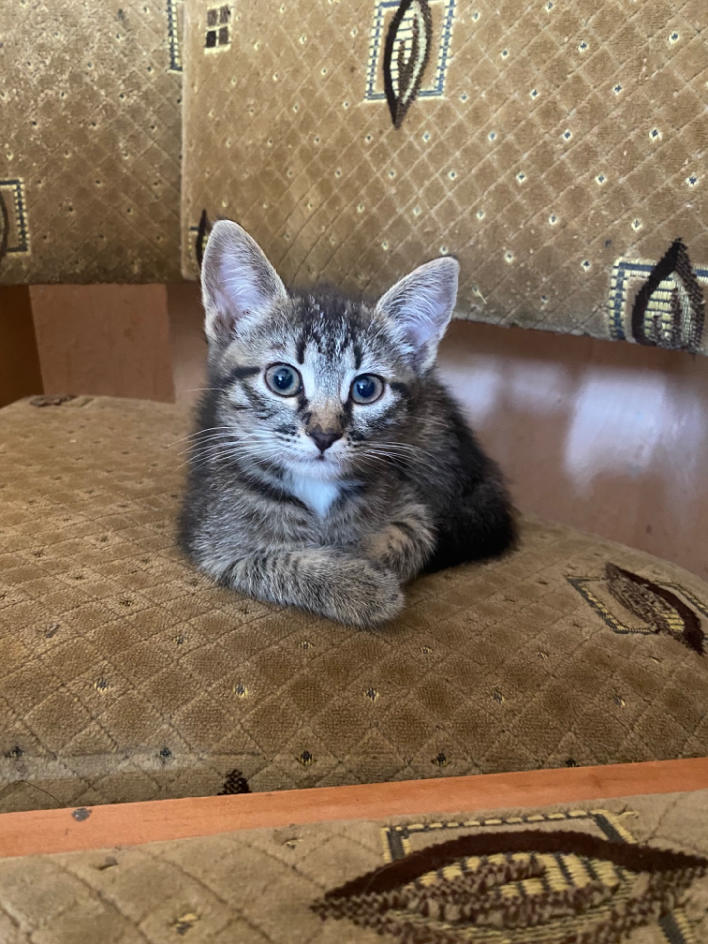 Кошенята