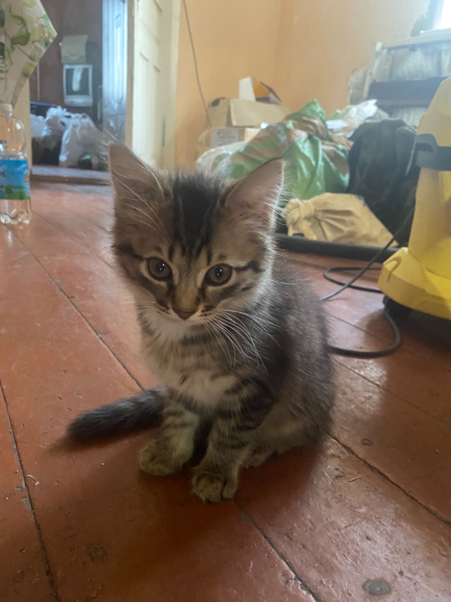 Кошенята