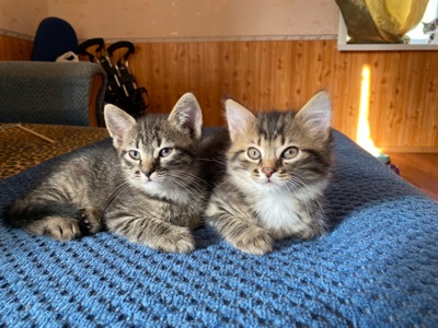Кошенята