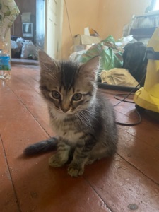Кошенята