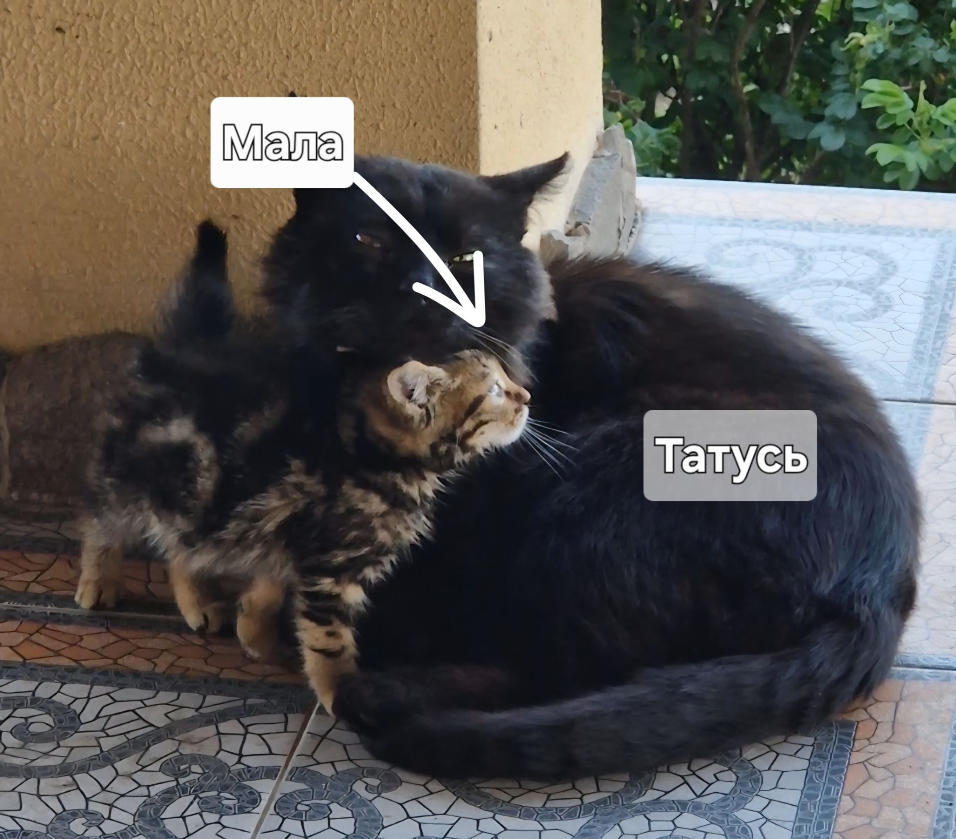 Алиментный котенок ТаббиМраморБританец