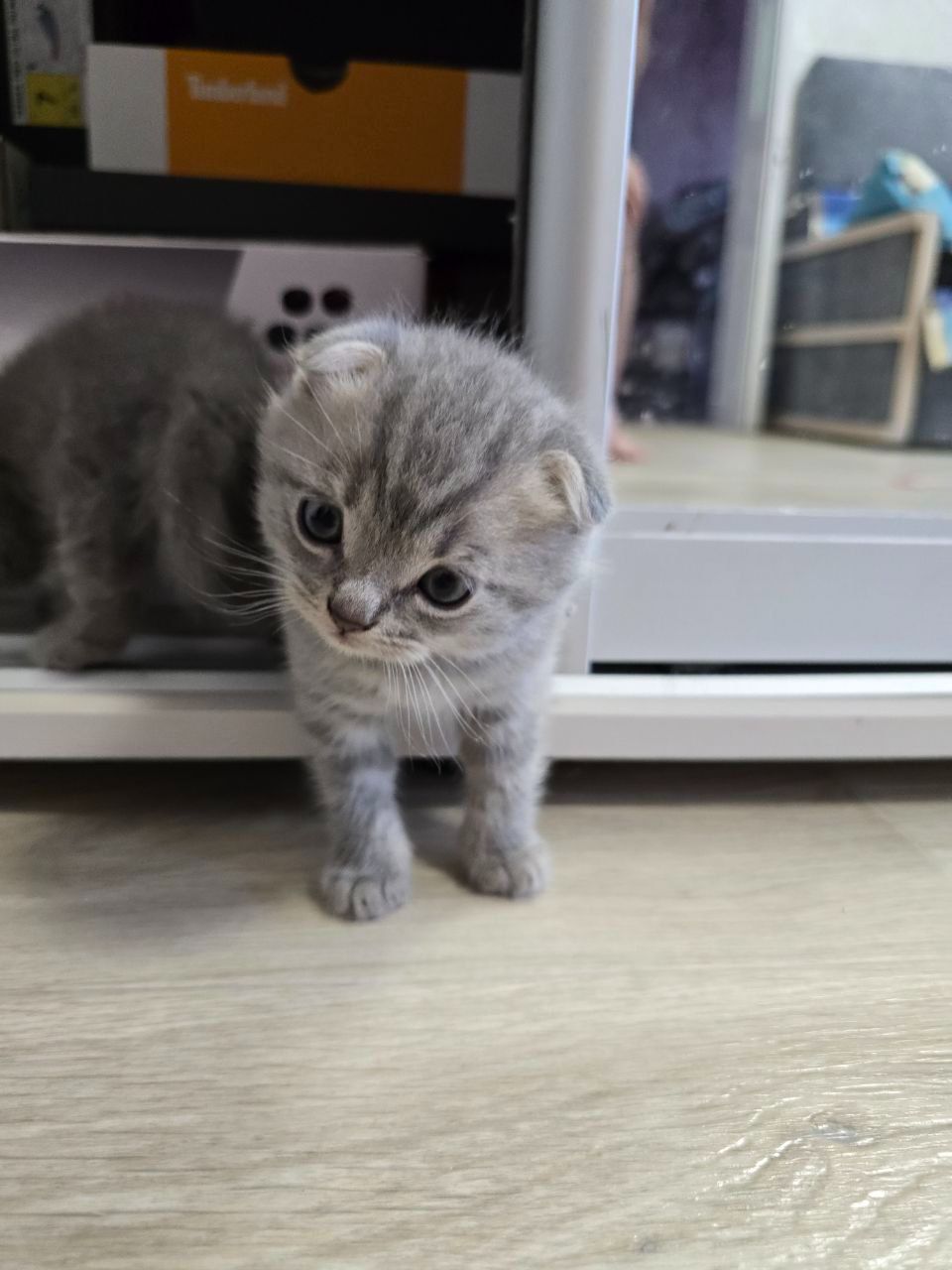 Скоттіш-фолд