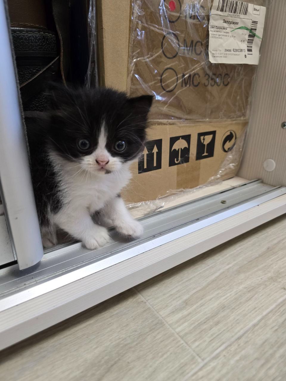 Скоттіш-фолд