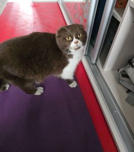 Скоттіш-фолд