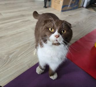 Скоттіш-фолд