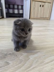 Скоттіш-фолд