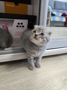 Скоттіш-фолд
