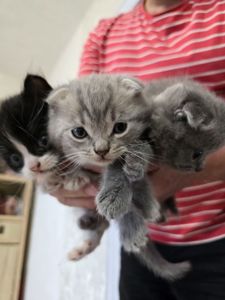 Скоттіш-фолд