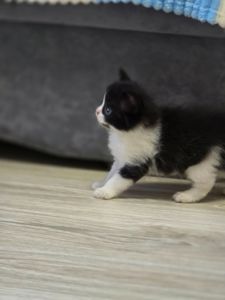 Скоттіш-фолд