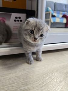 Скоттіш-фолд