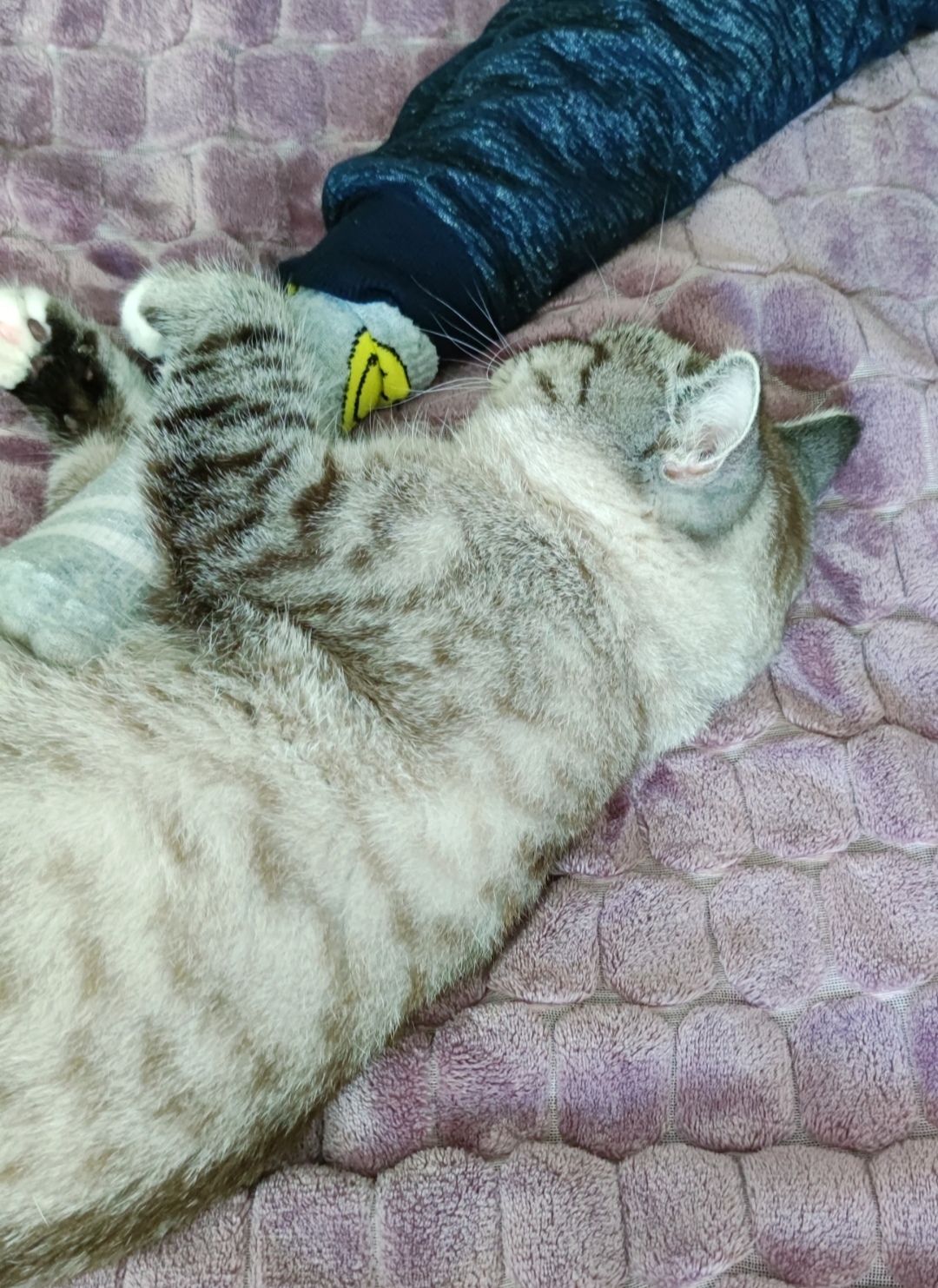 Віддам котика тільки в гарні руки!