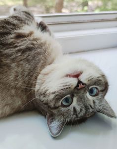 Віддам котика тільки в гарні руки!