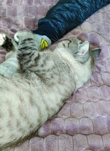 Віддам котика тільки в гарні руки!