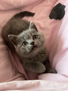 Кошенята скотіш фолд та скотіш страйт