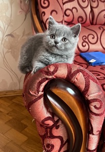 Кошенята скотіш фолд та скотіш страйт