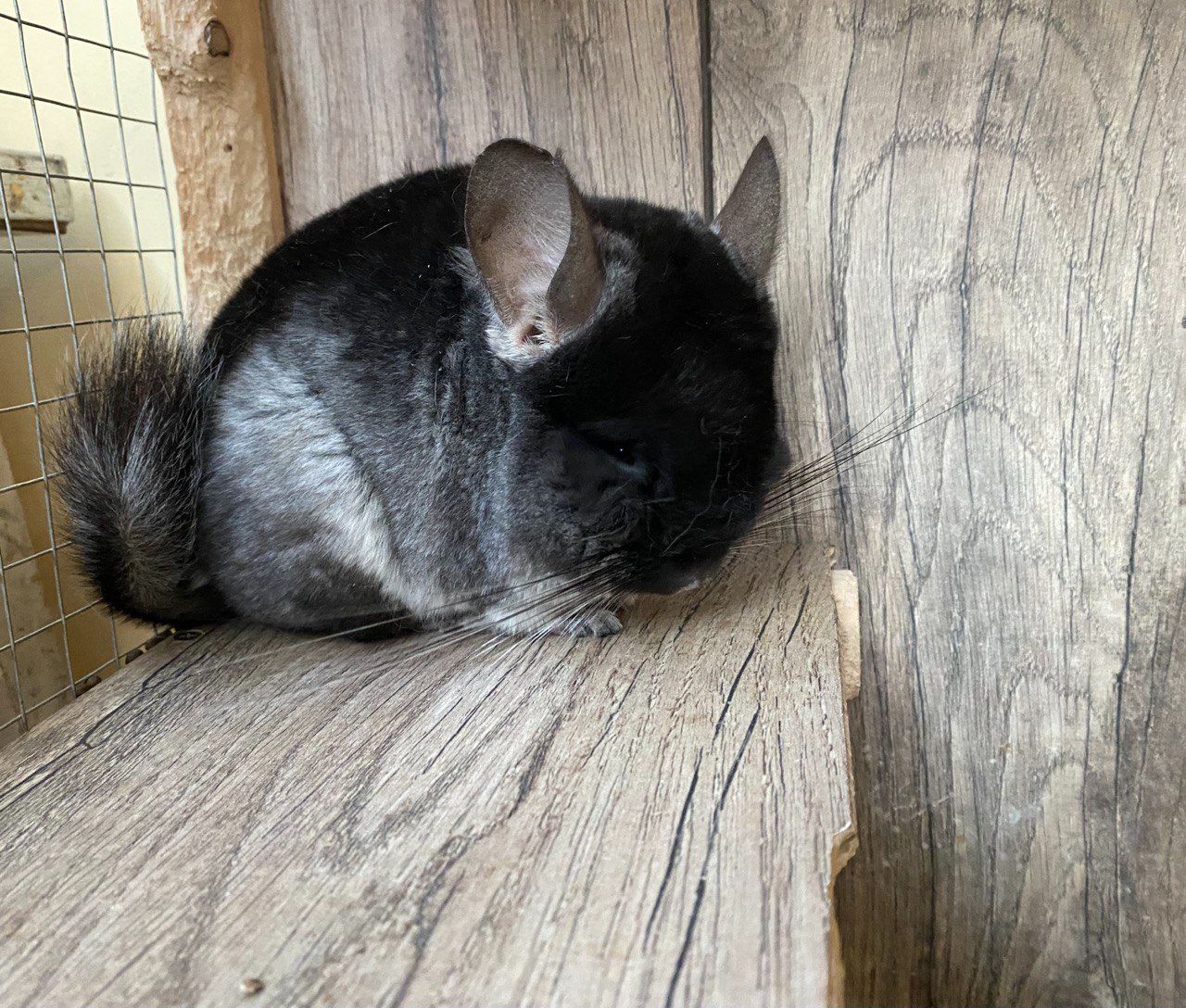Шиншила Чорний бархат