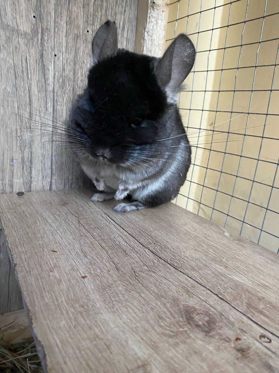 Шиншила Чорний бархат