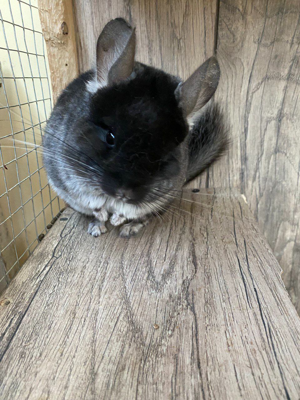Шиншила Чорний бархат