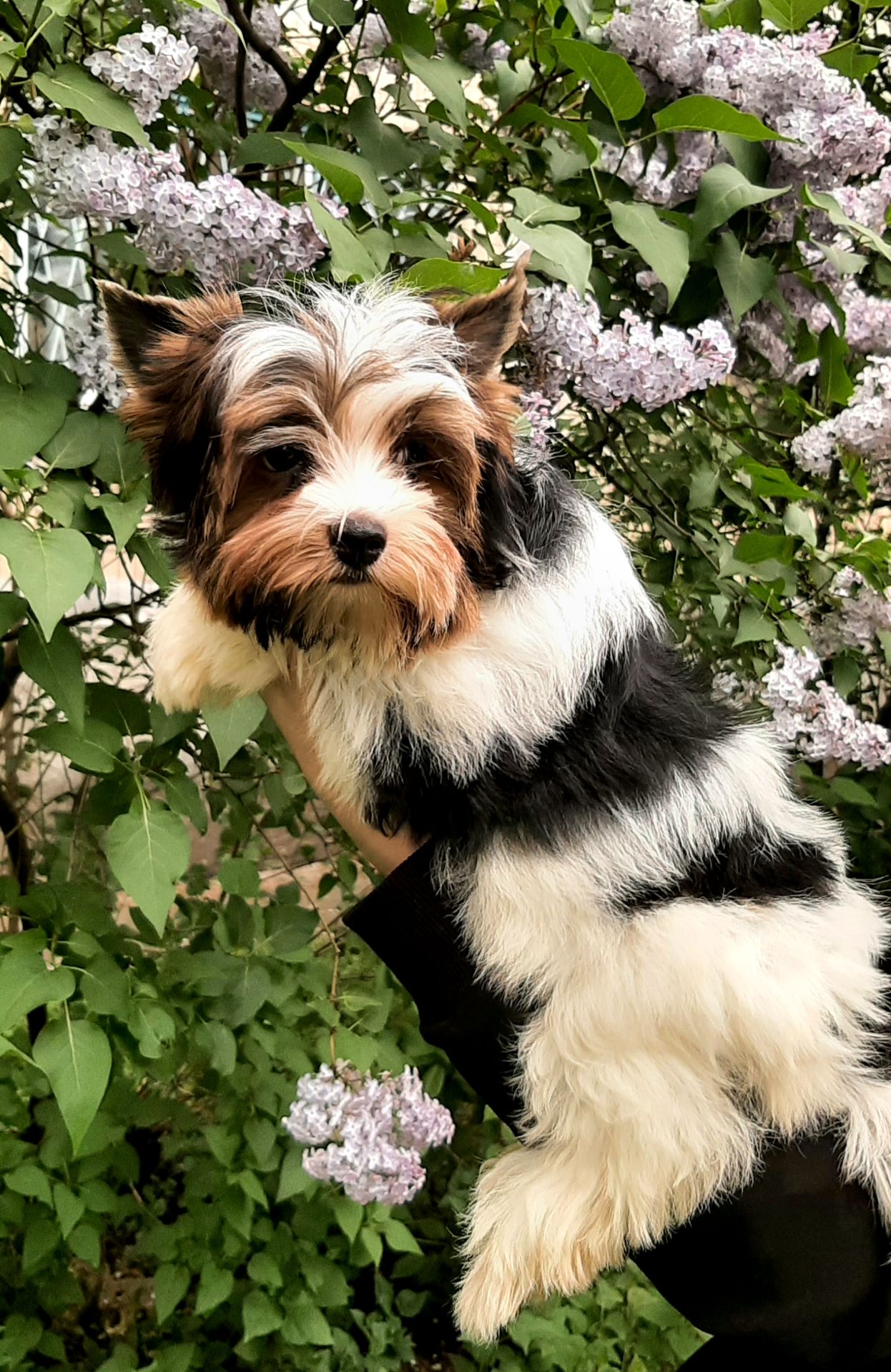 Бівер дівчинка Шоу класу, Zlata Golden