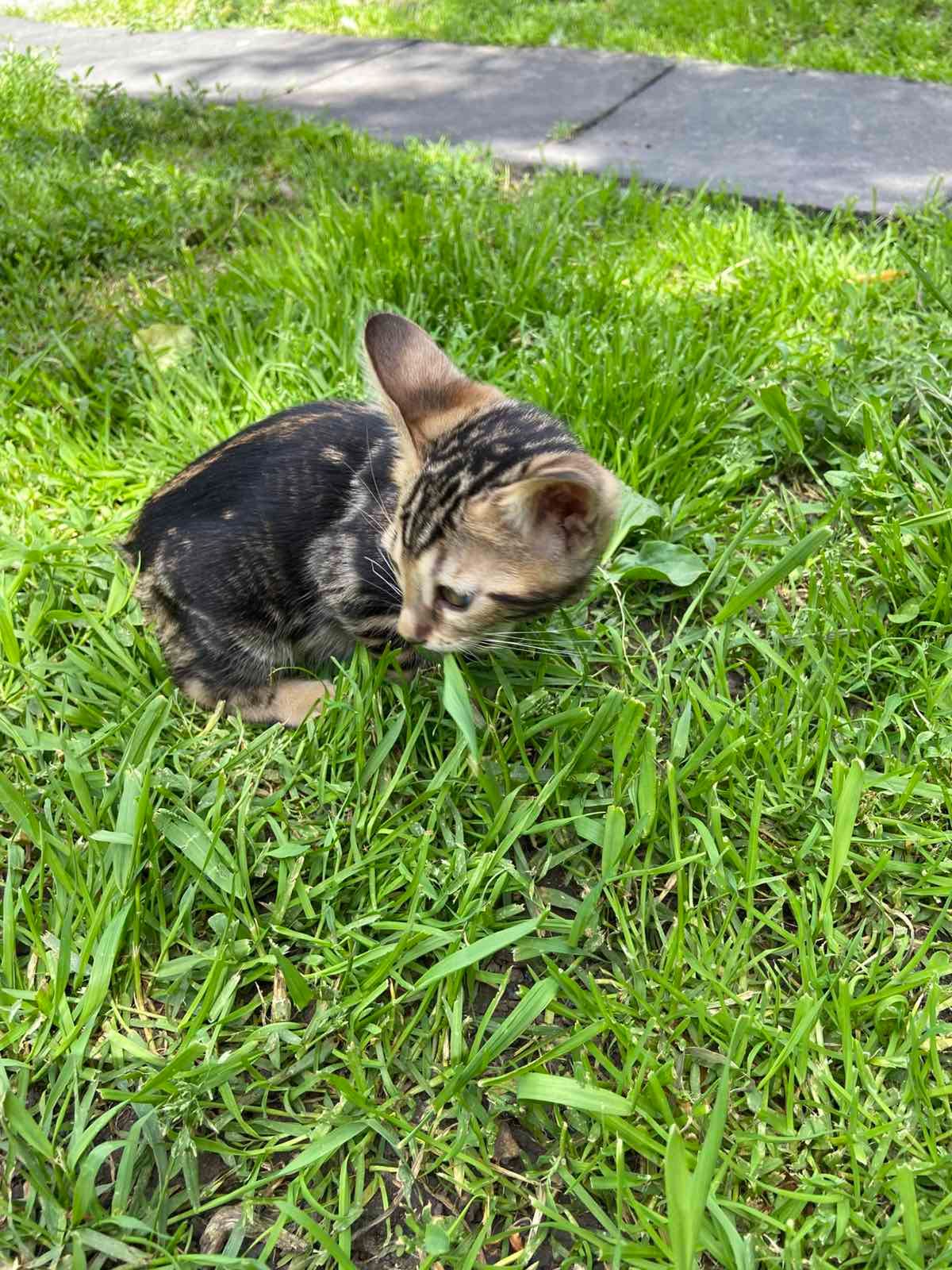 Котята мраморные бенгалы
