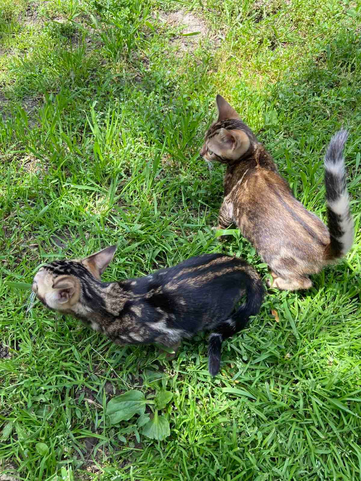 Котята мраморные бенгалы