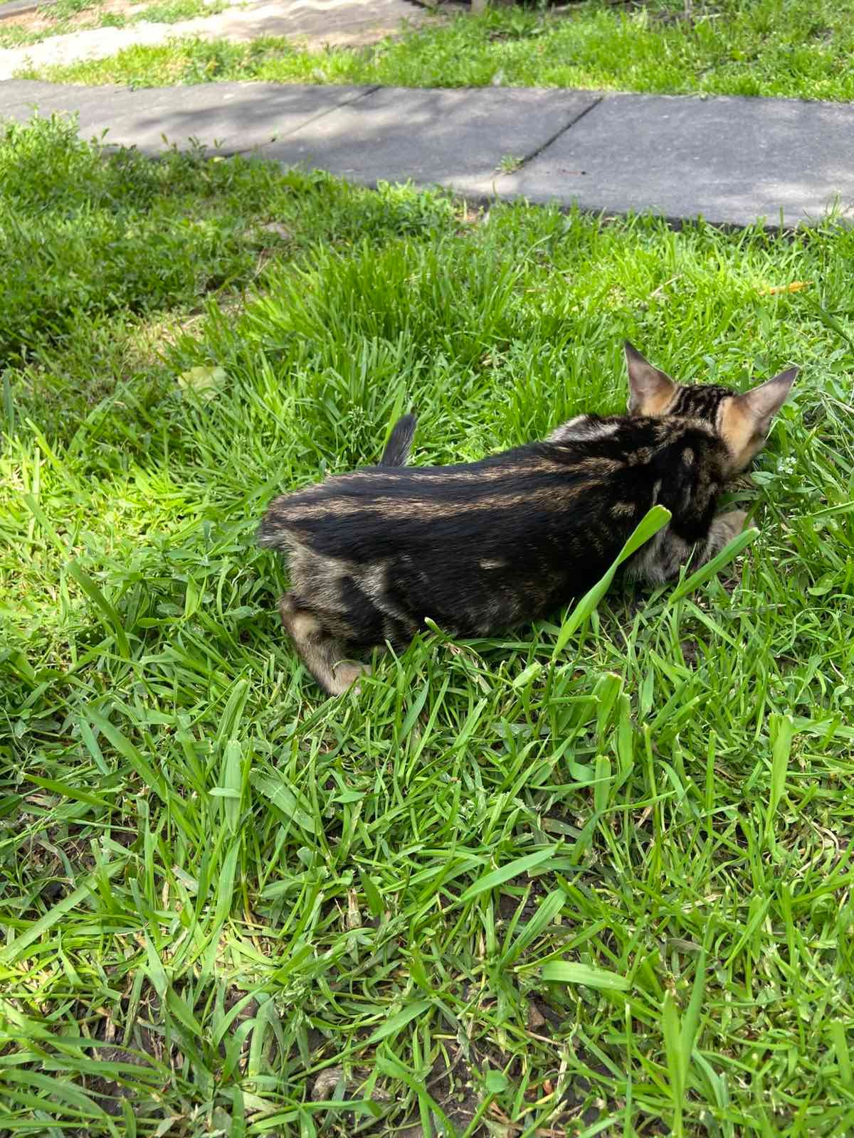 Котята мраморные бенгалы