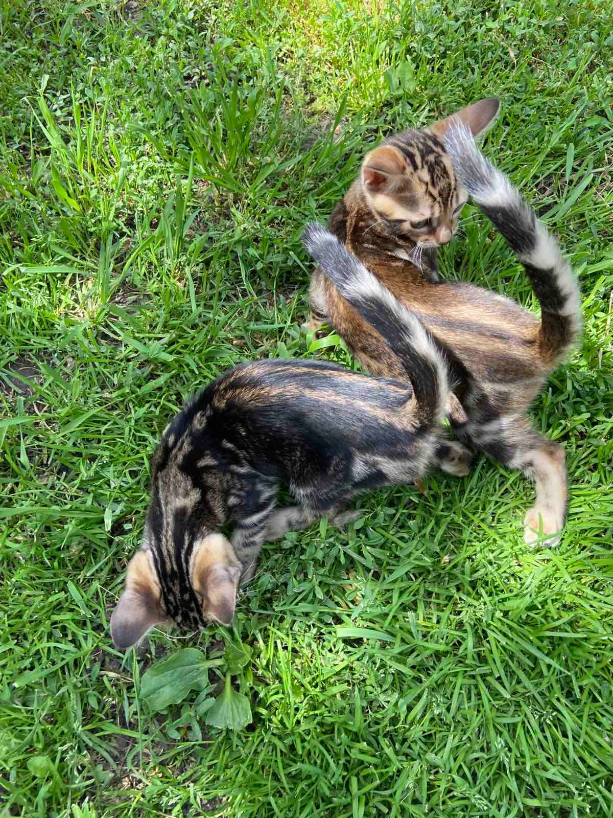 Котята мраморные бенгалы