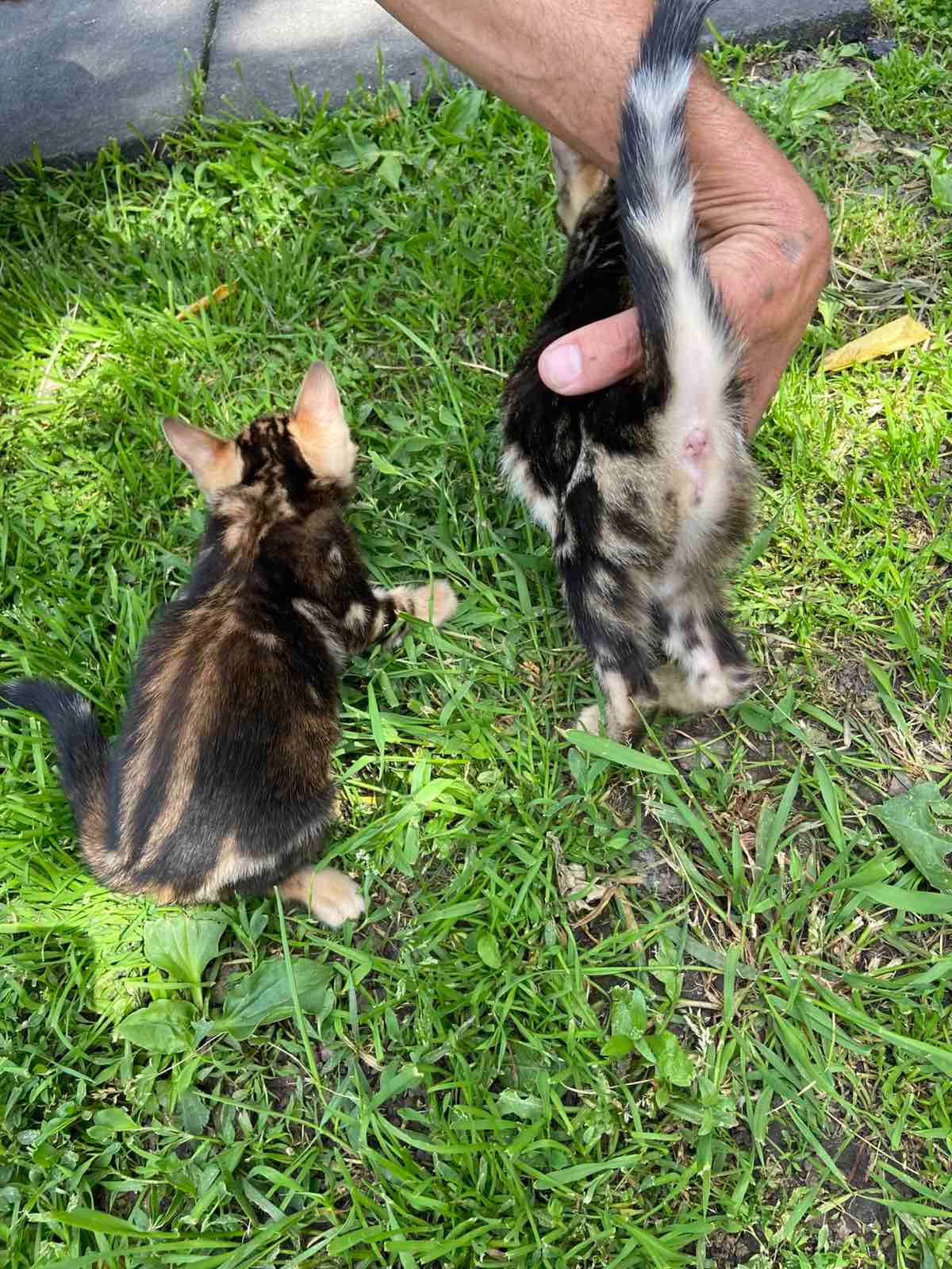 Котята мраморные бенгалы
